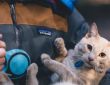 Pet-Friendly Passport Guide 2025: Travel Smarter With Dogs