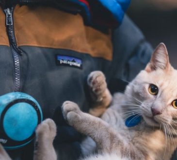 Pet-Friendly Passport Guide 2025: Travel Smarter With Dogs