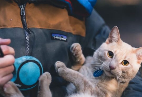 Pet-Friendly Passport Guide 2025: Travel Smarter With Dogs